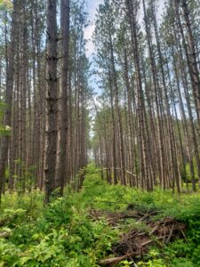 The view from a forested area near the shores of Gichigami, or Lake Superior. Gichigami is the Ojibwe and original name of Lake Superior.